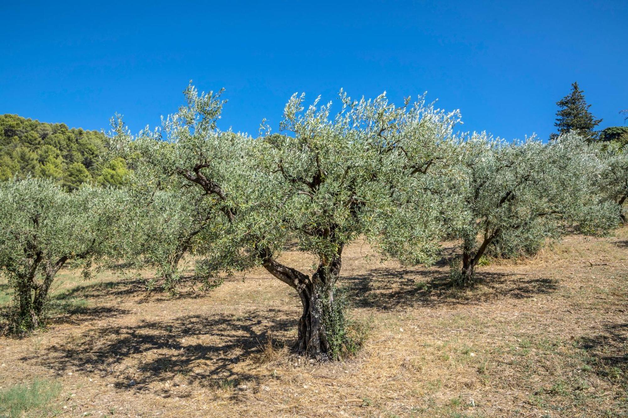 Maison Tendance Avec Jardin, Centre Village, Alpilles, Familles Eyragues Exterior foto